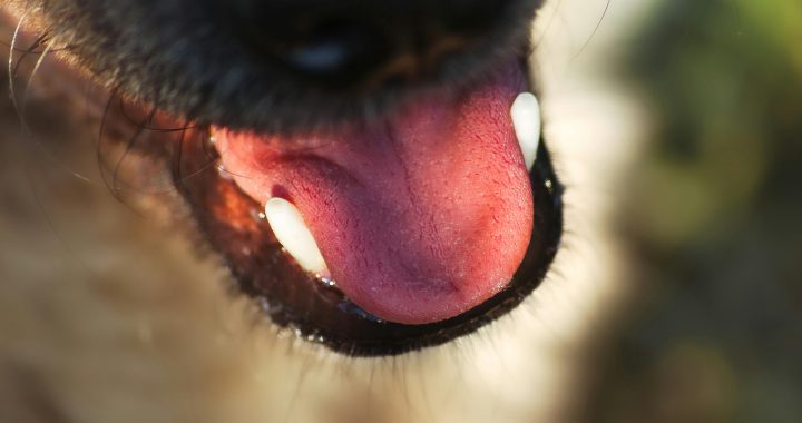 Essential Tips for Maintaining Tongue Health and Optimal Oral Hygiene